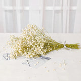 Natural Fresh Dried Baby's Breath